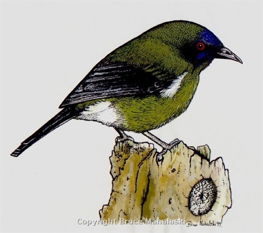 New Zeland  Bellbird- Picture